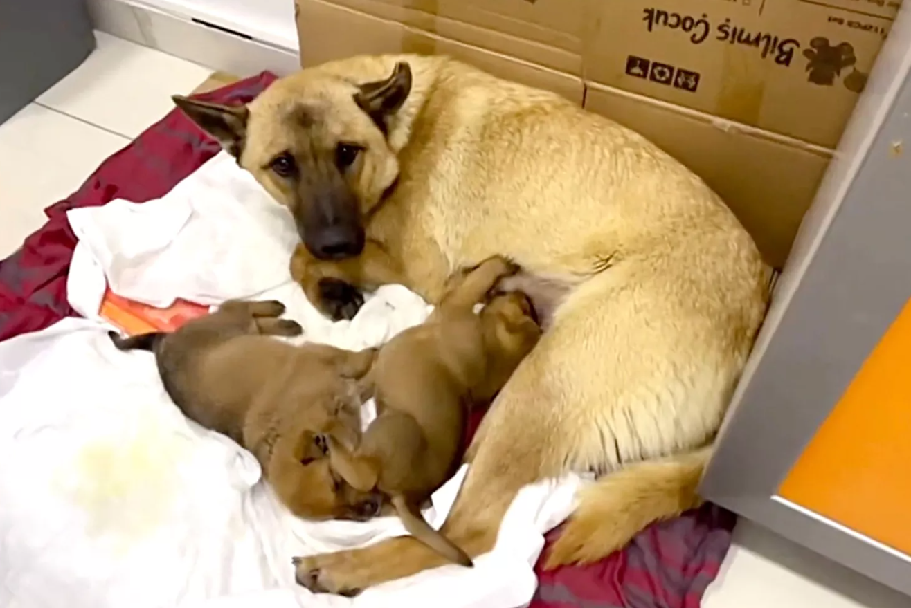 Мама-собака у повному відчаї принесла цуценя без свідомості до ветеринарної клініки (відео)